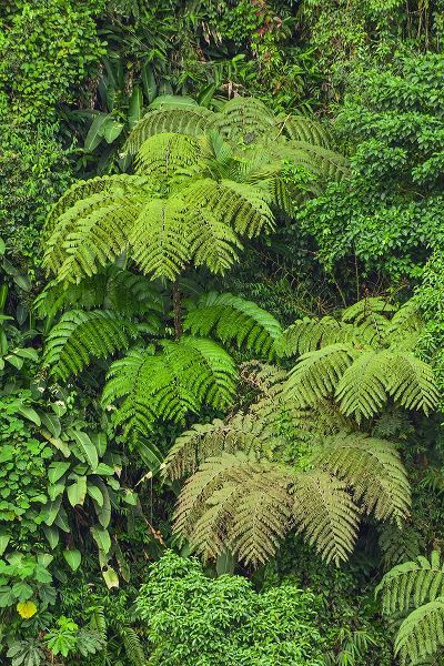 Jones, Adam 아티스트의 Cloud forest trees and vegetation in the mountains of Bajos del Toro Amarillo-Sarchi-Costa Rica작품입니다.